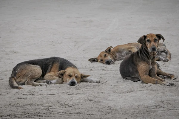 Achtergelaten honden — Stockfoto