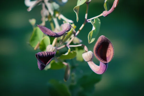 Aristolochia Baetica — Fotografia de Stock
