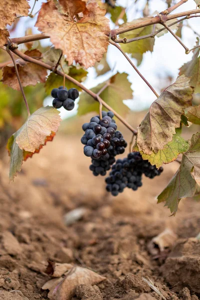 Viñedos Con Uvas Otoño Para Recoger Hacer Vino — Foto de Stock