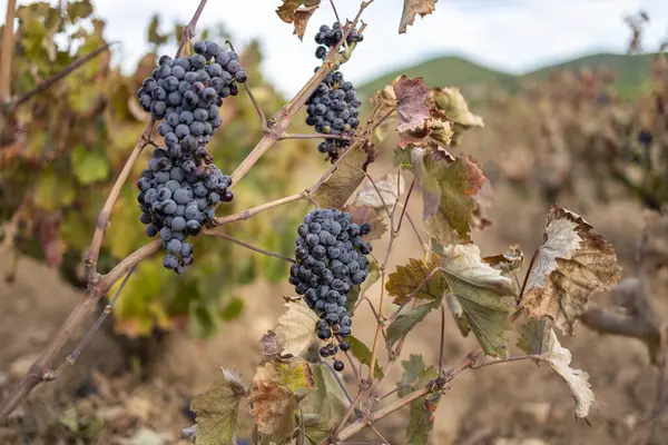 Виноградники Виноградом Осенью Собирать Делать Вино — стоковое фото