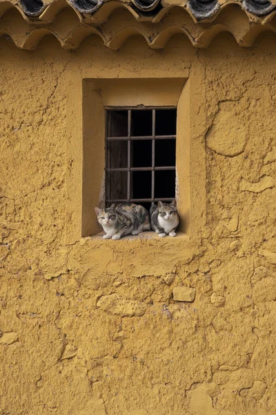 Cats Window Old Yellow Abandoned House Cats Looking — Stock Photo, Image