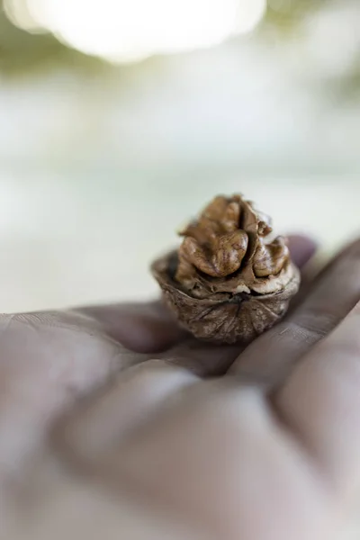 open walnut in hand to eat in autumn