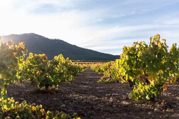 Vignobles Avec Des Raisins Automne Pour Cueillir Faire Vin — Photo