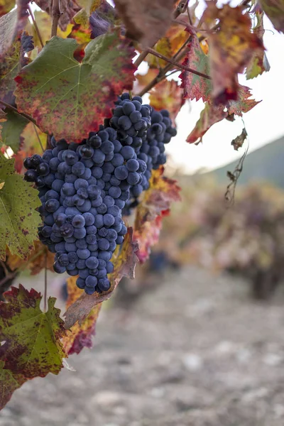 Vigneti Con Uva Autunno Vendemmia Vinificazione — Foto Stock