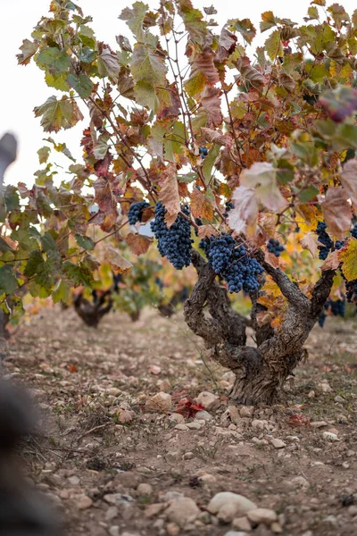 Vigneti Con Uva Autunno Vendemmia Vinificazione — Foto Stock