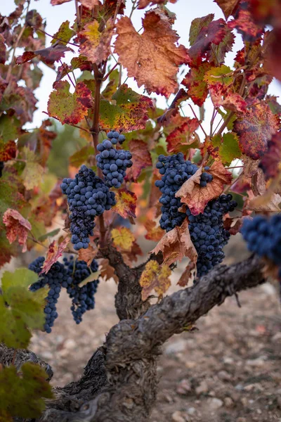 Vigneti Con Uva Autunno Vendemmia Vinificazione — Foto Stock