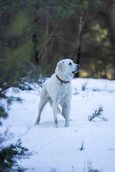 Big White Dog Snow Middle Forest — Stock Photo, Image