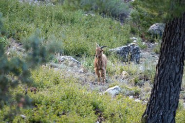 Dağ hayvanı, dağ keçileri dağdan aşağı koşup kameraya bakıyor.