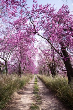 Baharda ağacın gün batımında pembe çiçekli ağaçların manzarası