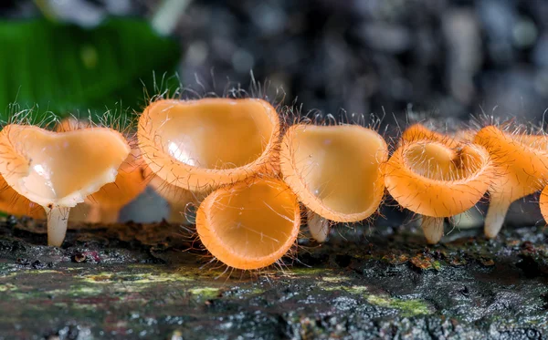 Mushroom Champagne in deep rain forest jungle — Stock Photo, Image