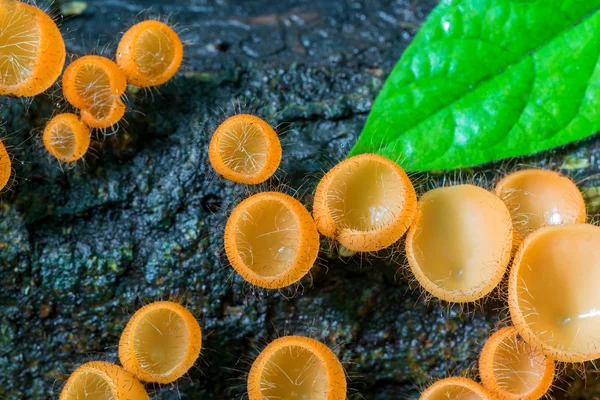 Mushroom Champagne i djup regnskog djungel — Stockfoto