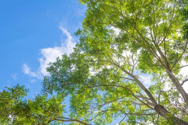 Yerden yukarı görülen ormanda sonbahar ağacı — Stok fotoğraf