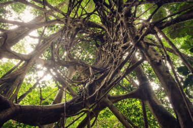 ağaç kök yerden büyük göğüs ile