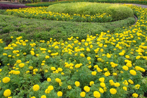 Kolorowy krajobraz w piękne kwiaty ogrodowe — Zdjęcie stockowe