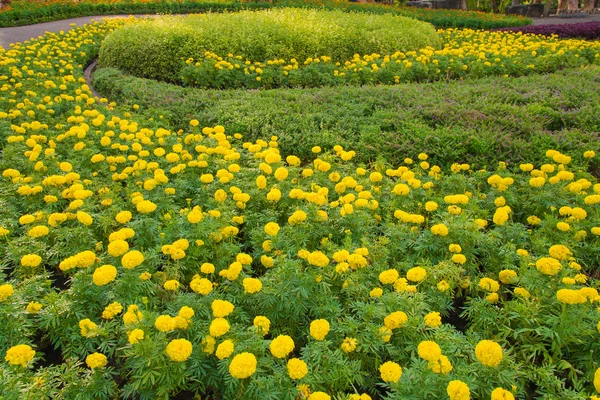 Colorido de paisaje en hermosas flores de jardín —  Fotos de Stock
