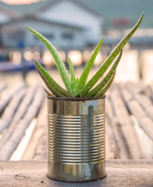 Aloe vera in pot on wood table — Stock Photo, Image