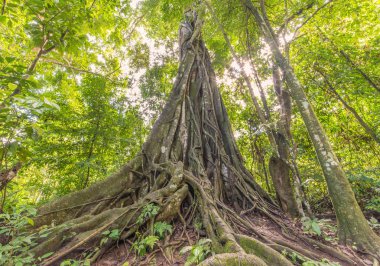 Banyan ağacı sabah derin orman ışık ile
