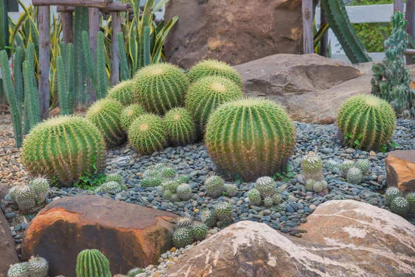 Hermoso cactus grande en el jardín de rocas — Foto de Stock