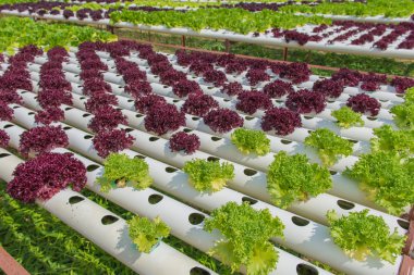 Çiftlikteki organik hidroponik sebze.