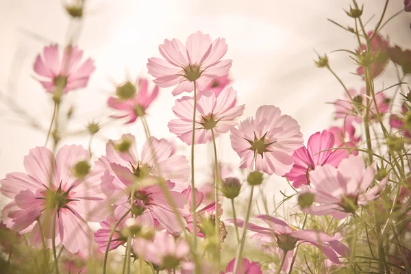 美しい庭のコスモス色の花 — ストック写真