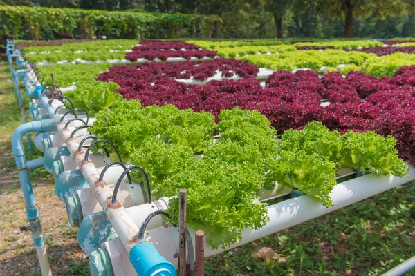 Hortalizas hidropónicas orgánicas en la granja de cultivo — Foto de Stock