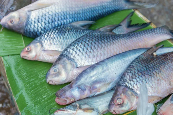 Fresh fish for shop in a market — Stock Photo, Image