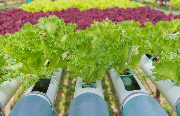 Organic hydroponic vegetable in the cultivation farm — Stock Photo, Image