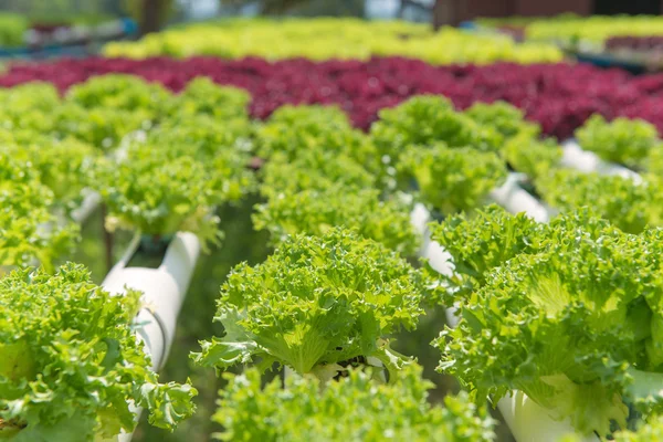 栽培場の有機水耕栽培野菜 — ストック写真