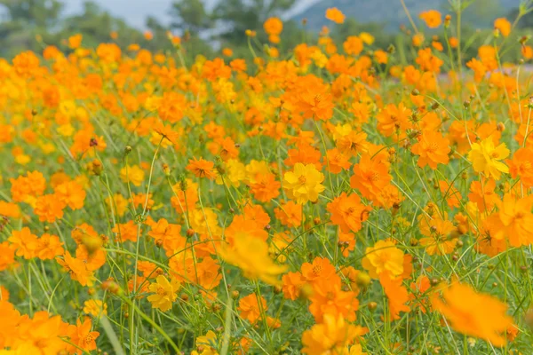 Kadife çiçeği ve Cosmos çiçekler çayırda — Stok fotoğraf