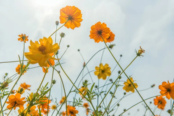 Kadife çiçeği ve Cosmos çiçekler çayırda — Stok fotoğraf