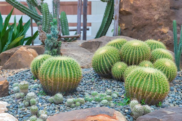 Beautiful big cactus in the rock garden — Stock Photo, Image