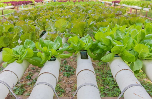 Organic hydroponic vegetable in the cultivation farm — Stock Photo, Image