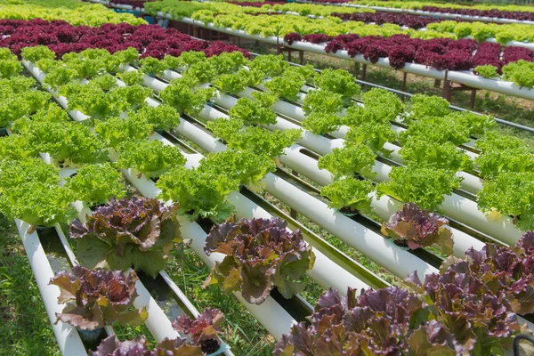 Hortaliça hidropônica orgânica na fazenda de cultivo — Fotografia de Stock