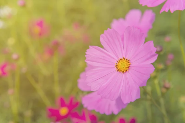 Cosmos flor colorida en el hermoso jardín —  Fotos de Stock