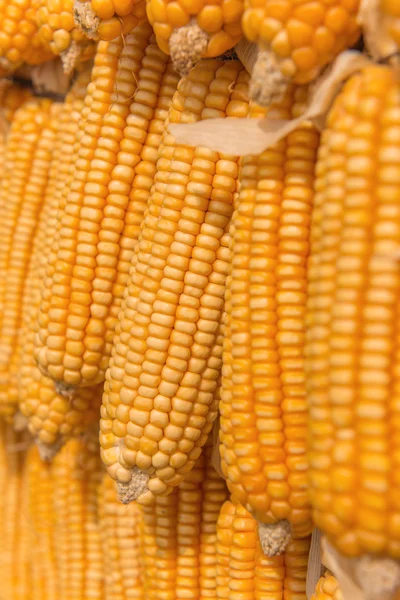 甜玉米的农产品在农场 — 图库照片