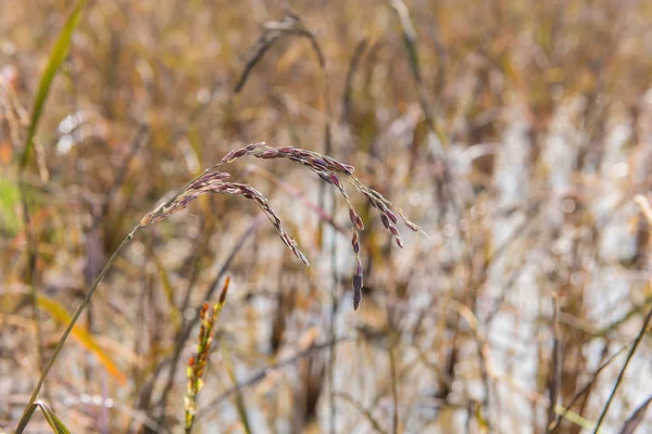 Rice berry i gård, (Thai svart jasminris) — Stockfoto