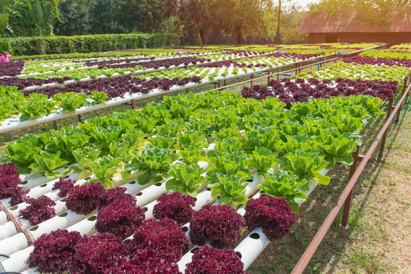 Organic hydroponic vegetable in the cultivation farm — Stock Photo, Image