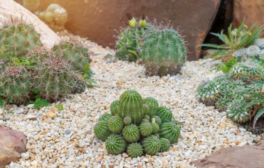 rock Bahçe güzel büyük kaktüs