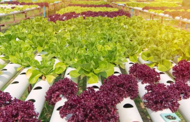 Çiftlikteki organik hidroponik sebze.