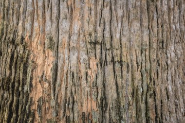 Ağaç kabuğu doku desen doğa arka planı için