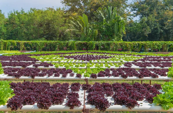 Organic hydroponic vegetable in the cultivation farm — Stock Photo, Image