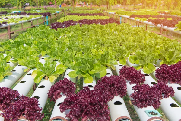 Çiftlikteki organik hidroponik sebze.