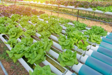 Çiftlikteki organik hidroponik sebze.