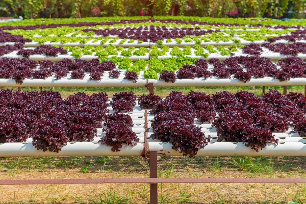 栽培場の有機水耕栽培野菜 — ストック写真