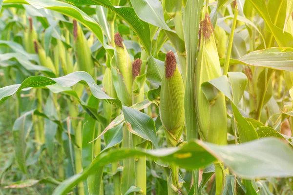 Kukorica a területen mezőgazdasági farm vidéki táj — Stock Fotó
