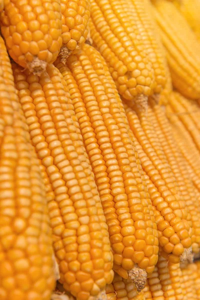 Солодкий кукурудза сільськогосподарської продукції на фермі — стокове фото