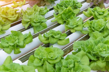 Çiftlikteki organik hidroponik sebze.