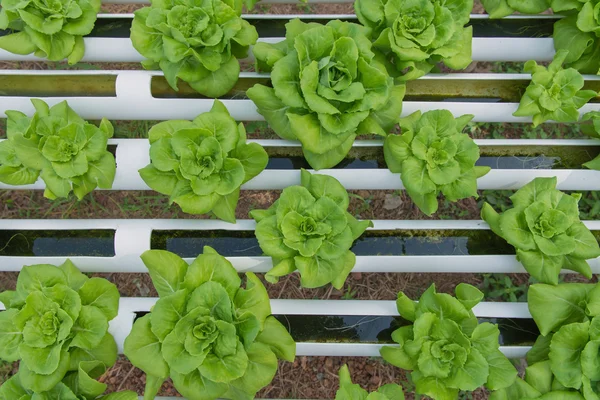 栽培場の有機水耕栽培野菜 — ストック写真