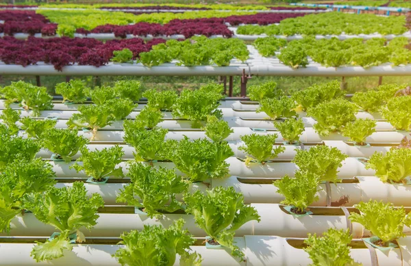 Ökológiai hidroponikus zöldség a termesztőgazdaságban — Stock Fotó