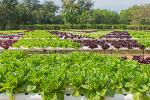 Hortalizas hidropónicas orgánicas en la granja de cultivo — Foto de Stock